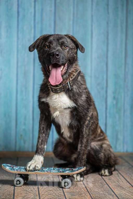 Собаки в Москве: Бульмастиф Алан в добрые руки Мальчик, 1 руб. - фото 2