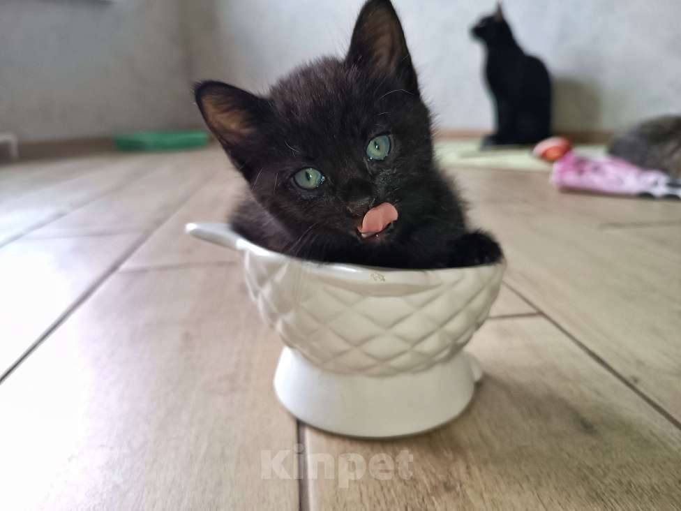 Кошки в Ярославле: Богиня Леля Девочка, 1 500 руб. - фото 2