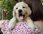 Собаки в Краснодаре: Золотистый ретривер щенок Мальчик, 45 000 руб. - фото 5
