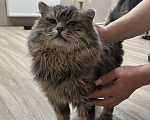 Кошки в других городах Московской области: Отдаем кота в добрые руки🫶🏻 Мальчик, Бесплатно - фото 2