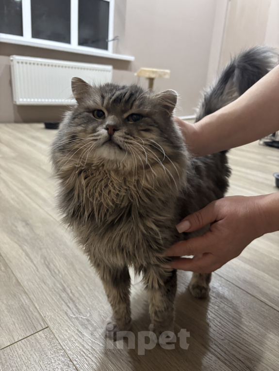 Кошки в других городах Московской области: Отдаем кота в добрые руки🫶🏻 Мальчик, Бесплатно - фото 2