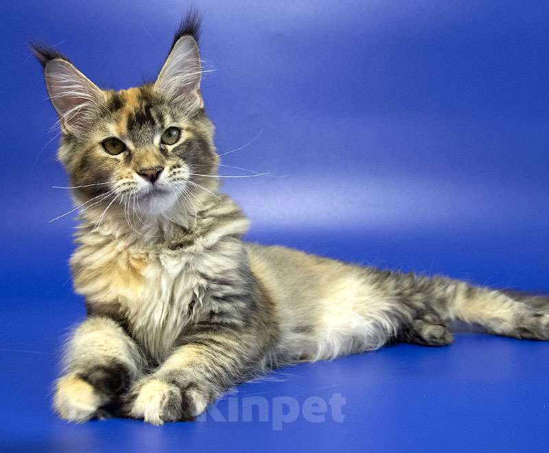 Кошки в Москве: Котенок мейн кун Девочка, Бесплатно - фото 5