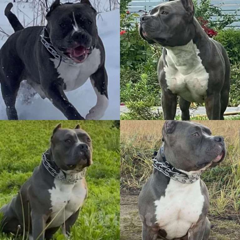 Собаки в Липецке: Щенки Американского Стаффордширского Терьера РКФ голубые Девочка, 60 000 руб. - фото 3