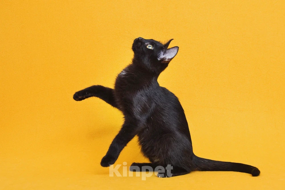 Кошки в Москве: Чудесный котенок ищет дом Мальчик, Бесплатно - фото 3