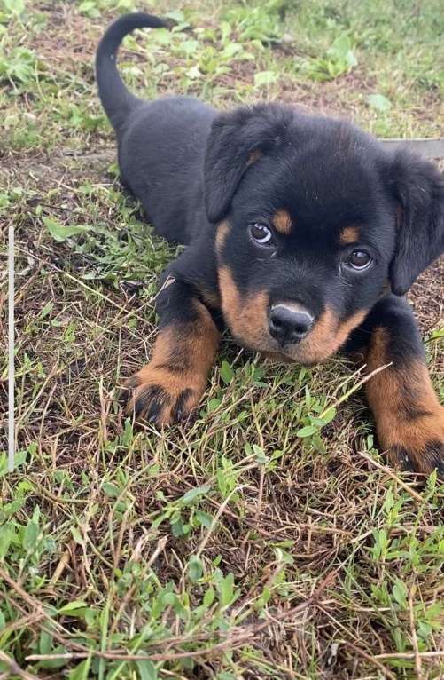Собаки в Санкт-Петербурге: Щенки ротвейлеры Девочка, 20 000 руб. - фото 2