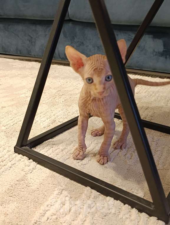 Кошки в Тольятти: Донской сфинкс Мальчик, 10 000 руб. - фото 3