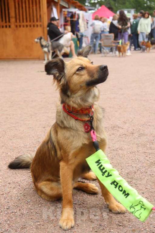 Собаки в Санкт-Петербурге: Хорошенькая небольшая собачка ищет дом Девочка, Бесплатно - фото 3