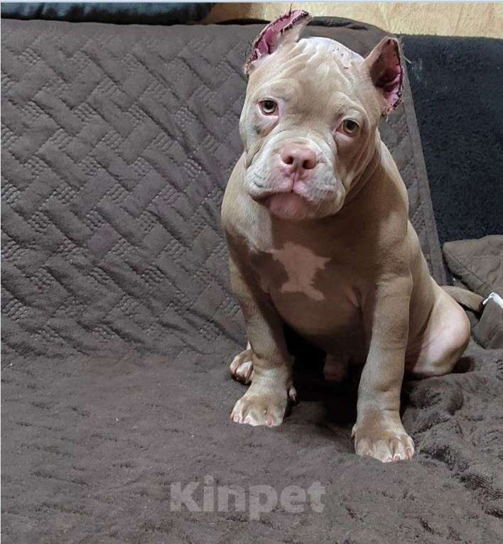 Собаки в Миассе: Щенок Американский булли тип покет. Мальчик, 65 000 руб. - фото 1