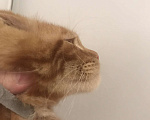 Кошки в Самаре: Шикарный Кот Мейн-кун Мальчик, 50 000 руб. - фото 1