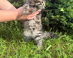 Кошки в Санкт-Петербурге: Котенок Чарльз Мальчик, Бесплатно - фото 10
