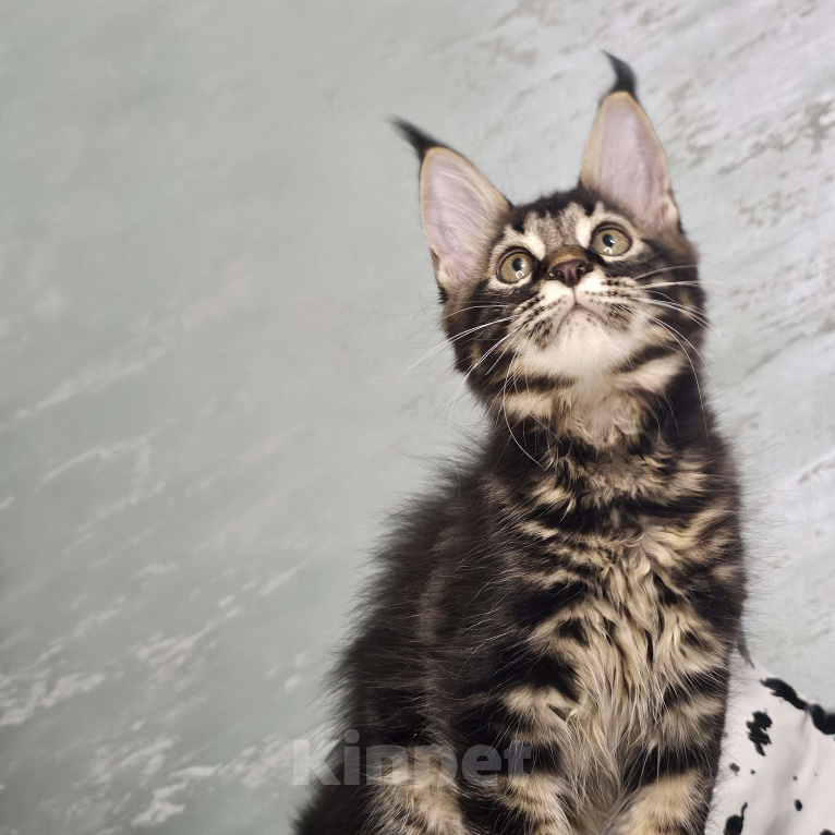 Кошки в Кисловодске: Питомник AnElKron, продажа котят Мальчик, 80 000 руб. - фото 4