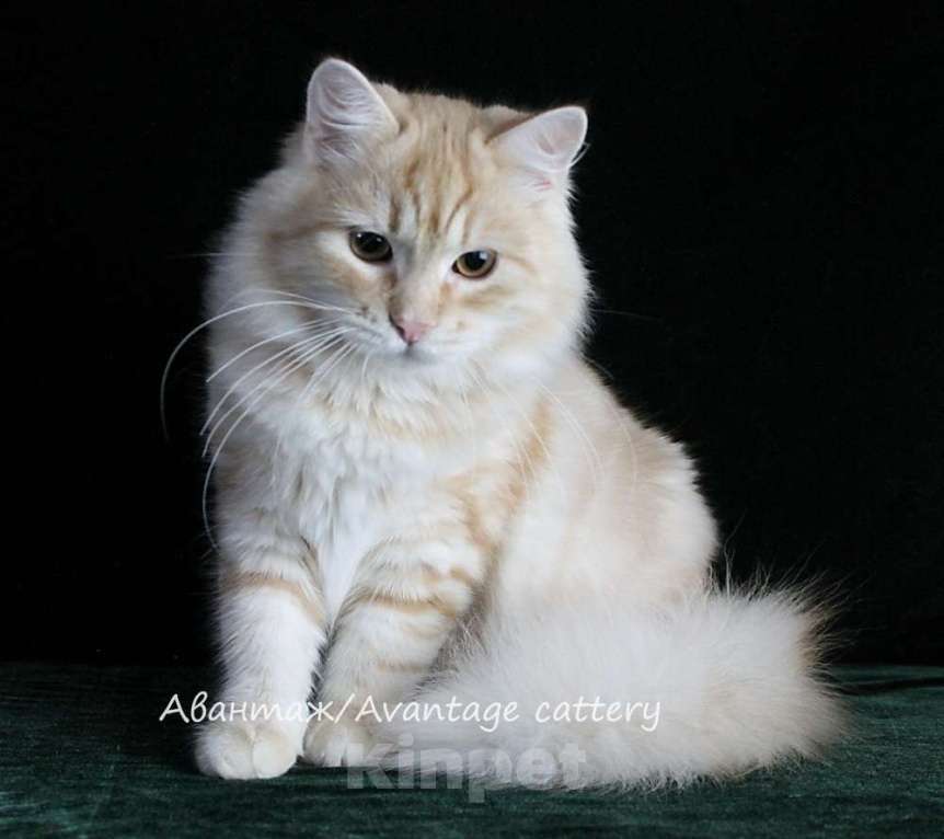 Кошки в Санкт-Петербурге: СИБИРСКИЙ КЛУБНЫЙ РЫЖИЙ КОТ СЧАСТЬЕ В ДОМ ПРИНЕСЕТ Мальчик, Бесплатно - фото 2