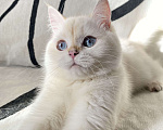 Кошки в Москве: Шотландский котенок  Девочка, 25 000 руб. - фото 2