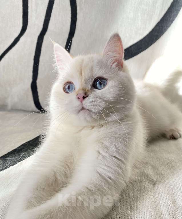 Кошки в Москве: Шотландский котенок  Девочка, 25 000 руб. - фото 2