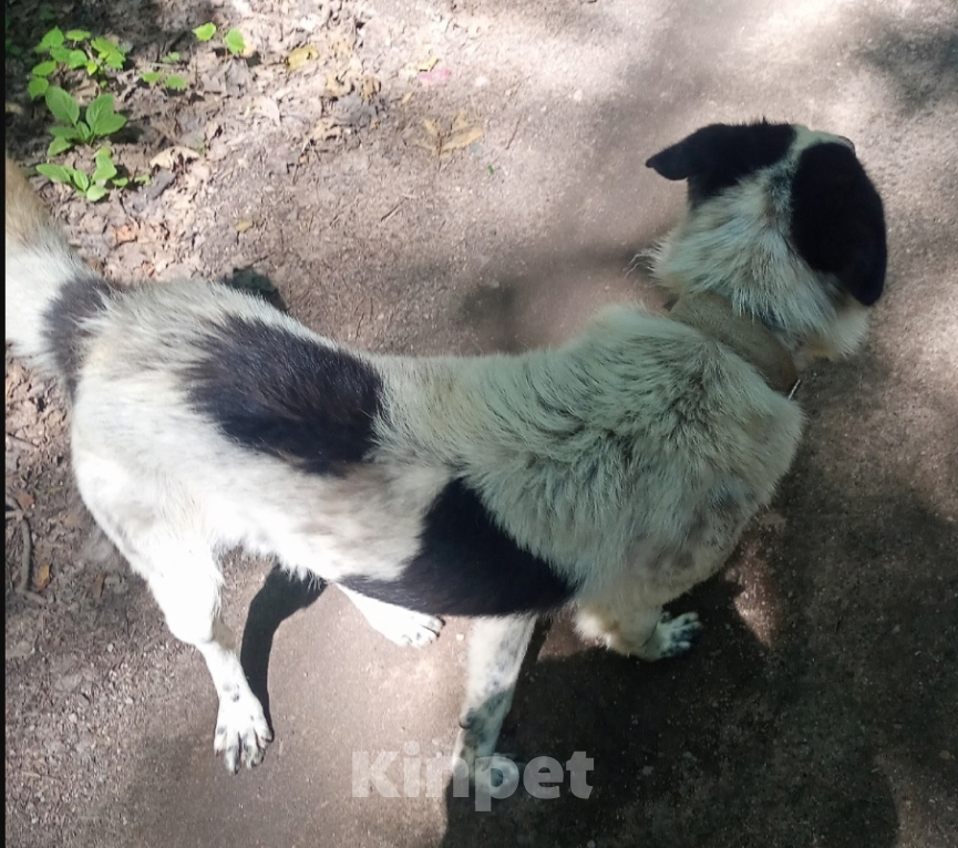 Собаки в Великом Луке: Кто потерял собаку? Мальчик, Бесплатно - фото 3