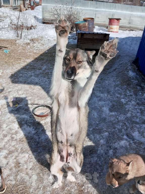 Собаки в Усть-Илимске: Отдам щенков от лайки Девочка, Бесплатно - фото 5