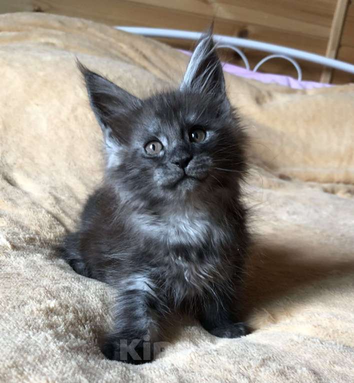 Кошки в Санкт-Петербурге: Котёнок мейн кун Мальчик, 60 000 руб. - фото 4
