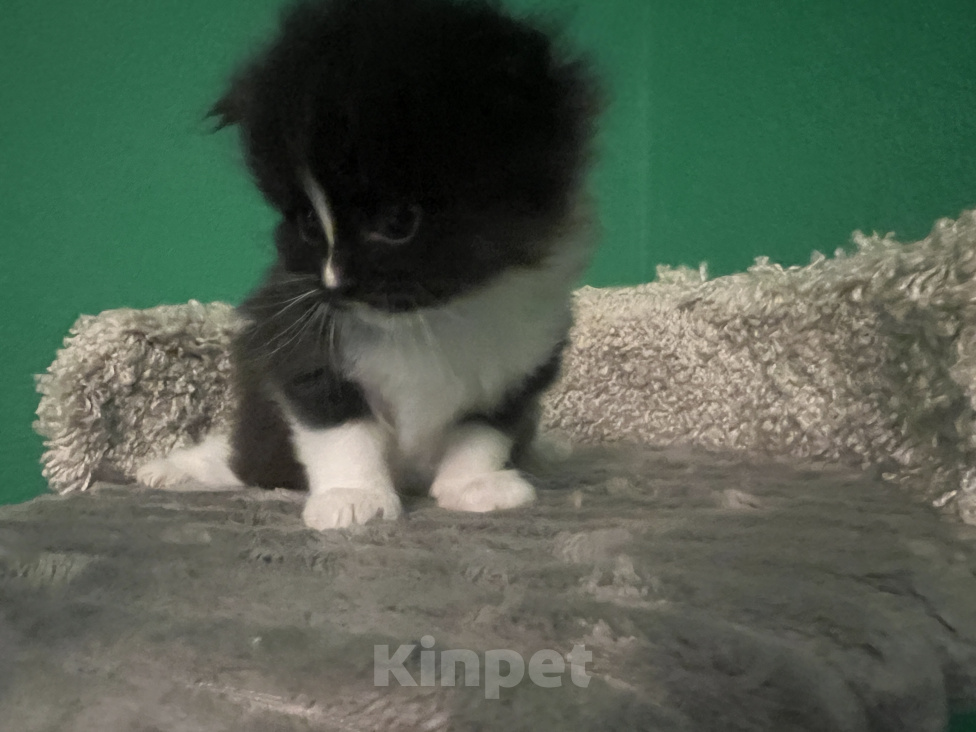 Кошки в других городах Московской области: Котята ищут своих родителей Разнополые, 1 500 руб. - фото 7