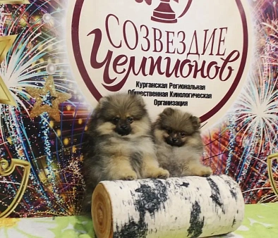Мальчик шпиц