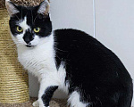 Кошки в Санкт-Петербурге: Киса ищет дом Девочка, Бесплатно - фото 2