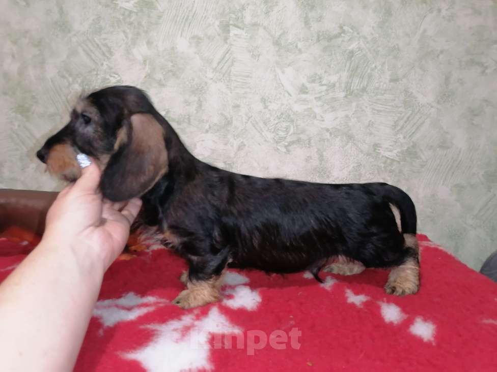 Собаки в Воронеже: Щенок таксы миниатюрной жесткошерстной  Мальчик, 28 000 руб. - фото 1