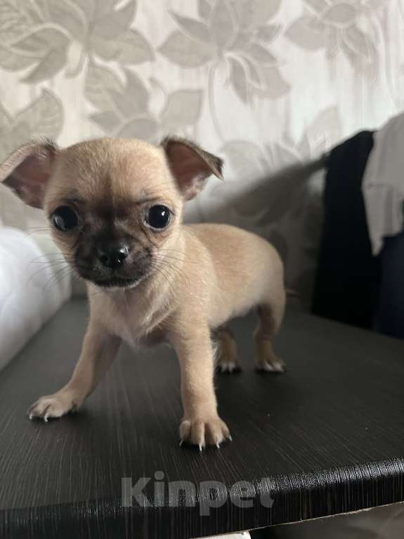 Собаки в Томске: Продам чихуахуа щенок  Мальчик, 25 000 руб. - фото 3