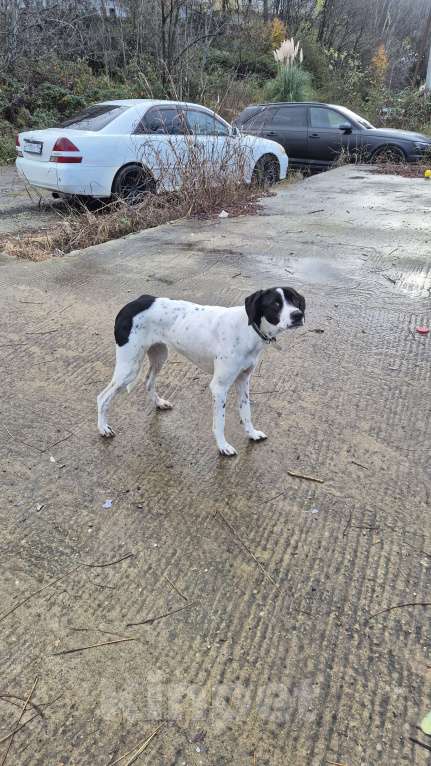 Собаки в Сочи: Найдена собака Мальчик, Бесплатно - фото 4