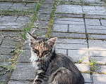 Кошки в Мур: Котенко  красавица , помощь в стерелизации Девочка, Бесплатно - фото 1