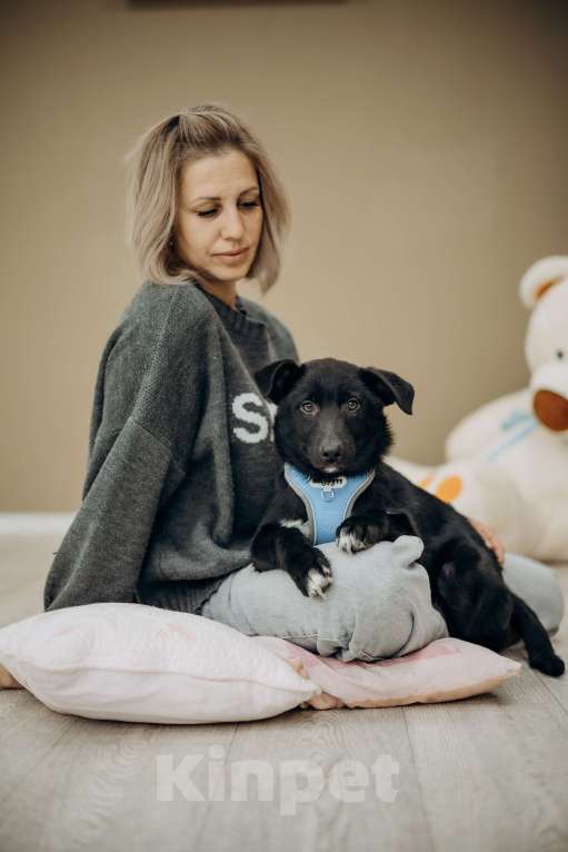 Собаки в Москве: Черный щенок в добрые руки бесплатно Мальчик, Бесплатно - фото 6