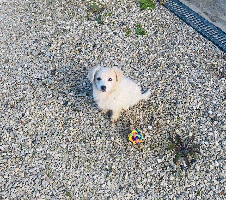 Собаки в Сочи: Две сестрёнки-непоседы ищут дом!  Девочка, Бесплатно - фото 5