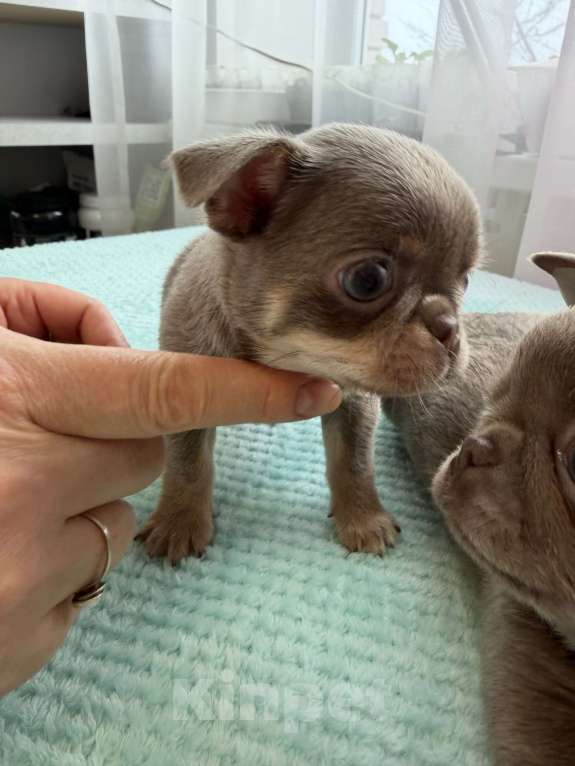Собаки в Ижевске: Щенок чихуахуа Мальчик, 70 000 руб. - фото 2