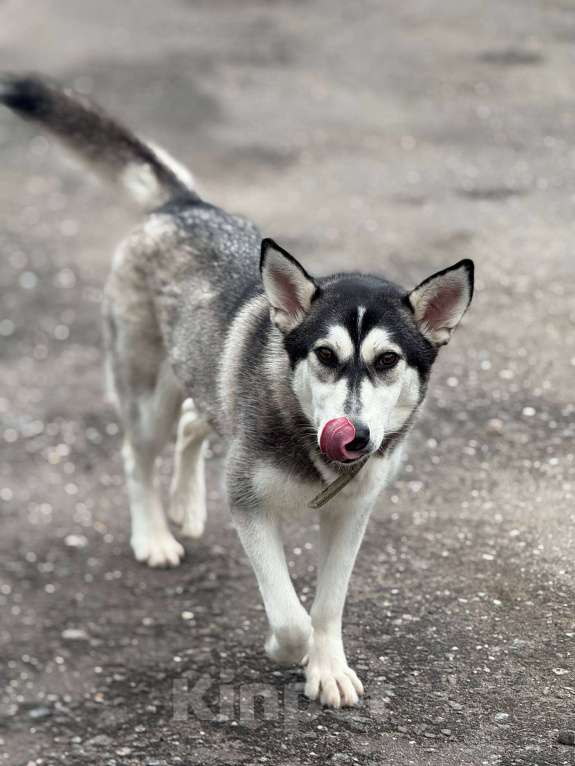 Собаки в Москве: Миниатюрная хаски Таура Девочка, Бесплатно - фото 4