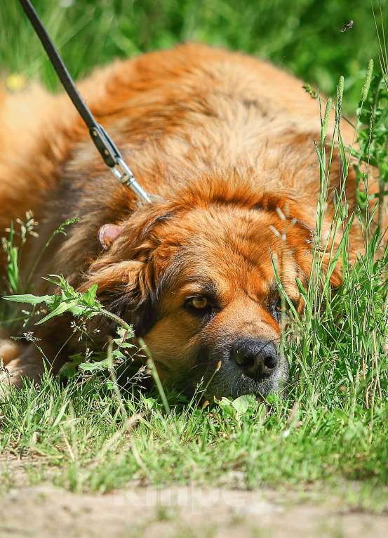 Собаки в Москве: Буран, самый харизматичный пес приюта Мальчик, Бесплатно - фото 3