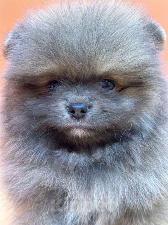 Собаки в Санкт-Петербурге: Голубо-соболиный мальчик Мальчик, 30 000 руб. - фото 2