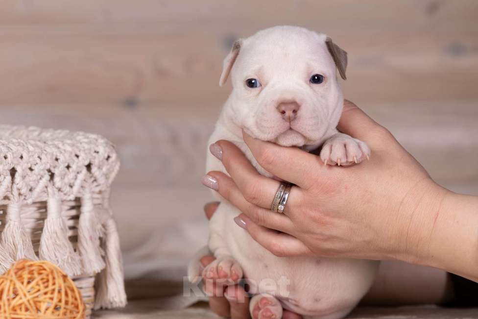 Собаки в Королеве: Американский булли Девочка, 150 000 руб. - фото 2