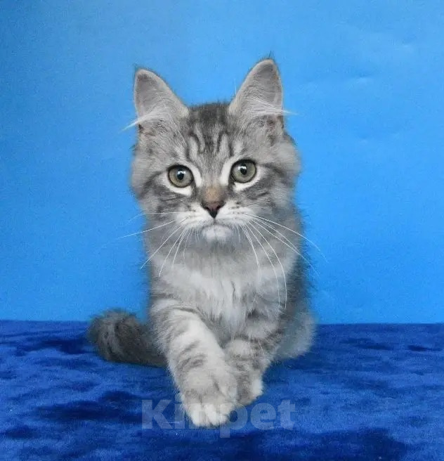 Кошки в Москве: Сибирский котик. Мальчик, 45 000 руб. - фото 6
