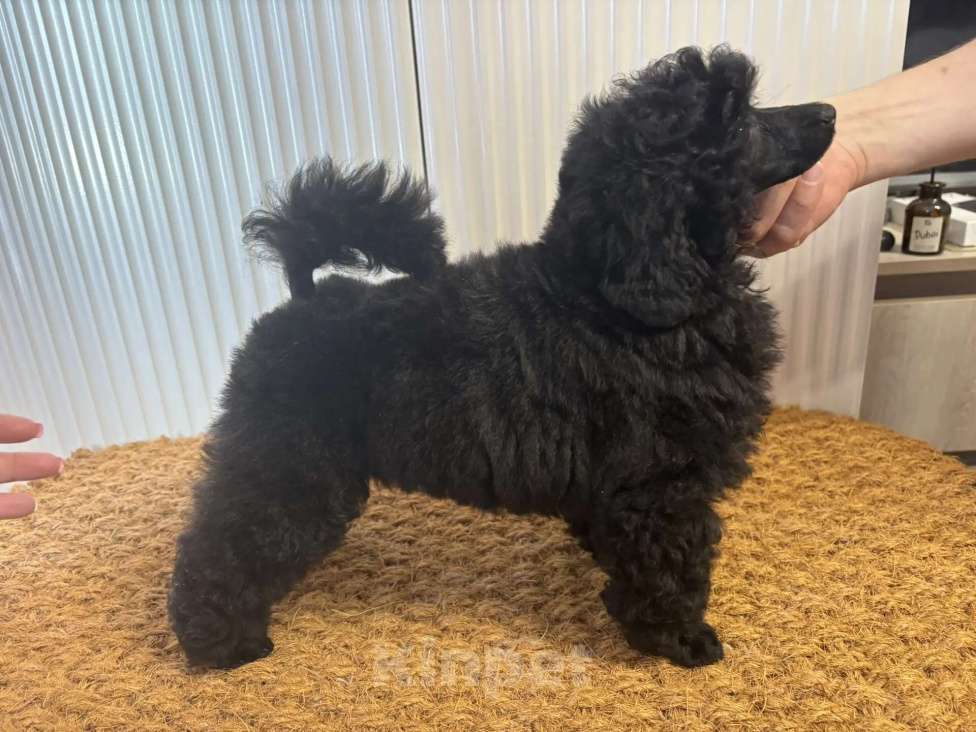 Собаки в Новороссийске: Черная той сука Девочка, Бесплатно - фото 3