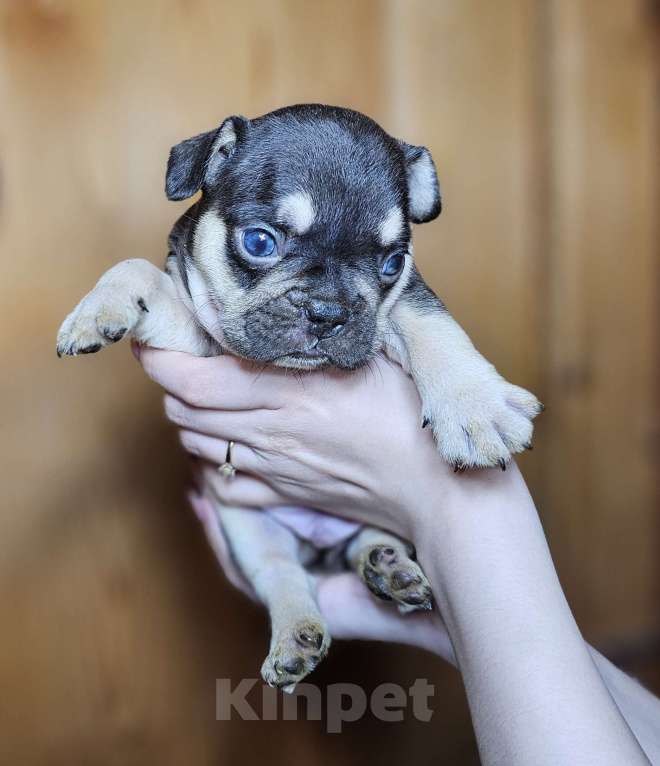 Собаки в Самаре: Какао подпалый мальчик Мальчик, 60 000 руб. - фото 2