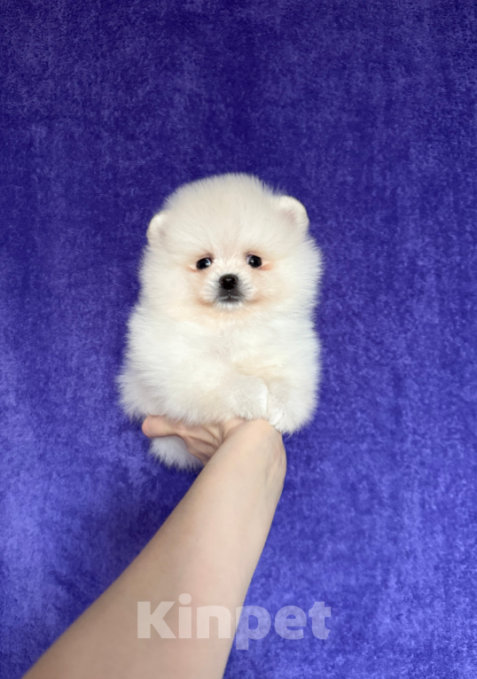 Собаки в Москве: Мальчик Мальчик, 25 000 руб. - фото 1