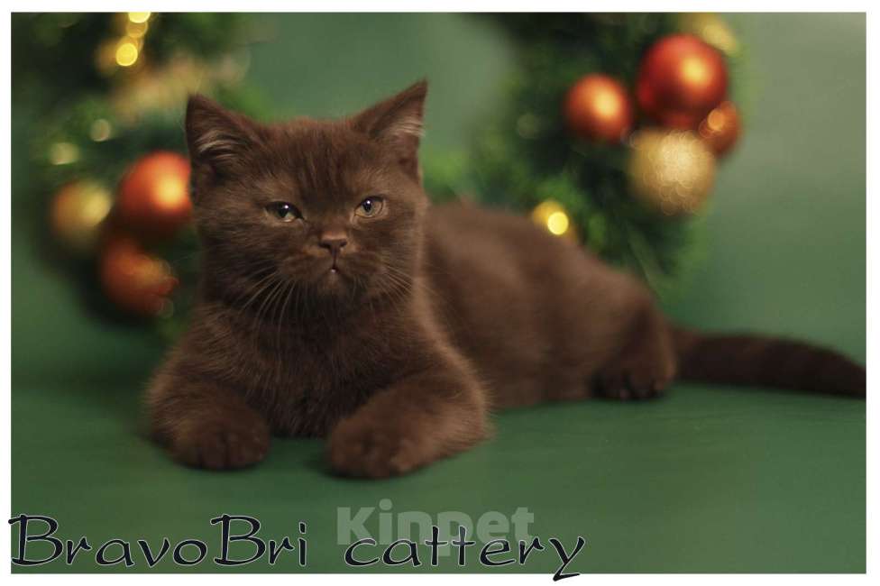 Кошки в Сургуте: Британские короткошерстные котята рисунчатых и однотонных окрасов Мальчик, 30 000 руб. - фото 1