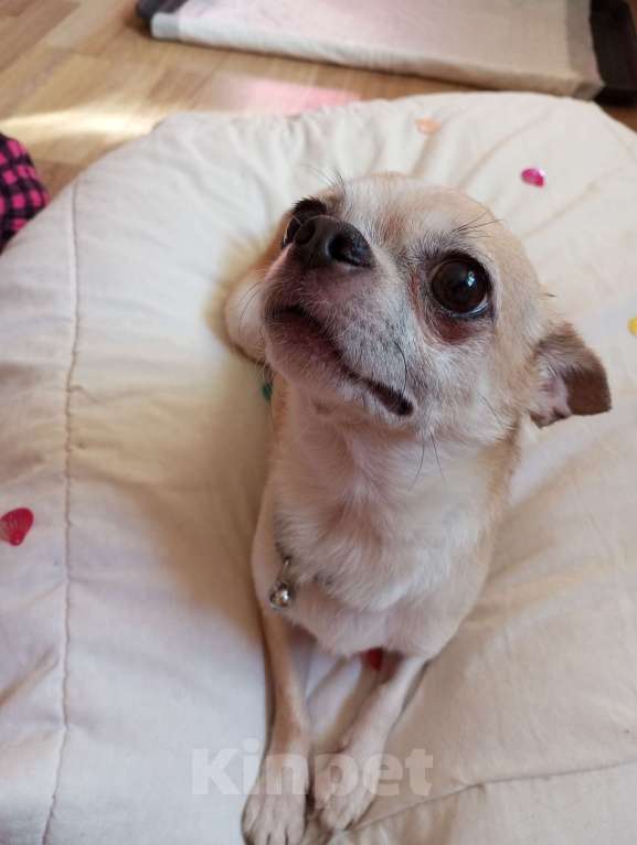 Собаки в других городах Московской области: Продаю щенков чихуахуа Мальчик, 25 000 руб. - фото 10