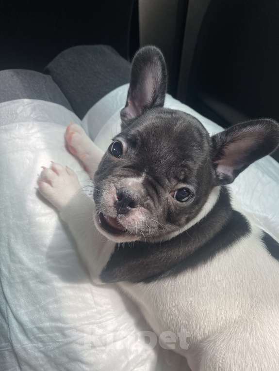 Собаки в Ижевске: Малыш французский бульдог, черно-белый 🐶 Мальчик, 20 000 руб. - фото 4