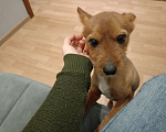 Собаки в Москве: Отдаём в добрые руки собаку  Бони Мальчик, Бесплатно - фото 1