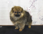 Собаки в Москве: Померанский шпиц, мини девочка Девочка, 25 000 руб. - фото 3