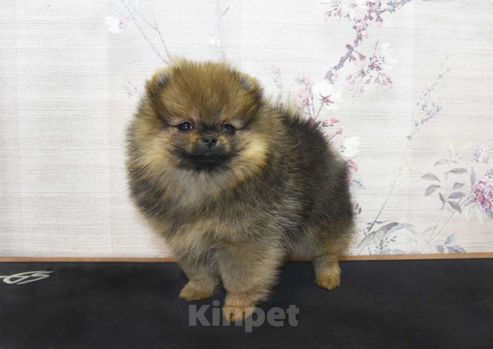 Собаки в Москве: Померанский шпиц, мини девочка Девочка, 25 000 руб. - фото 3