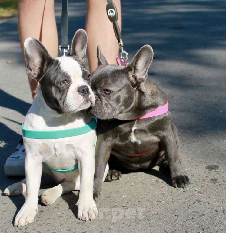 Собаки в Москве: Французская элита Девочка, 75 000 руб. - фото 4