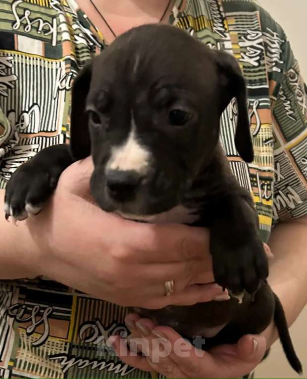 Собаки в Липецке: Щенки американского стаффордширского терьера Разнополые, 11 000 руб. - фото 1