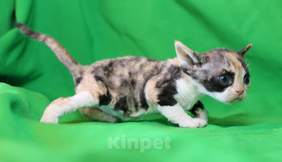 Кошки в Санкт-Петербурге: Девон рекс Девочка, 60 000 руб. - фото 2