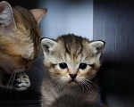 Кошки в Москве: Котёнок Том ищет дом! Мальчик, Бесплатно - фото 1