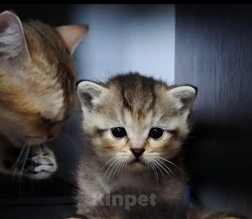 Кошки в Москве: Котёнок Том ищет дом! Мальчик, Бесплатно - фото 1